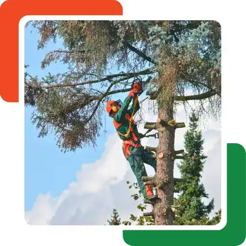 A person wearing safety gear and a helmet climbs a tall tree using ropes and a harness, trimming branches with a saw—showcasing expert tree services in Cherokee, GA. Pine trees and a cloudy sky are visible in the background.
