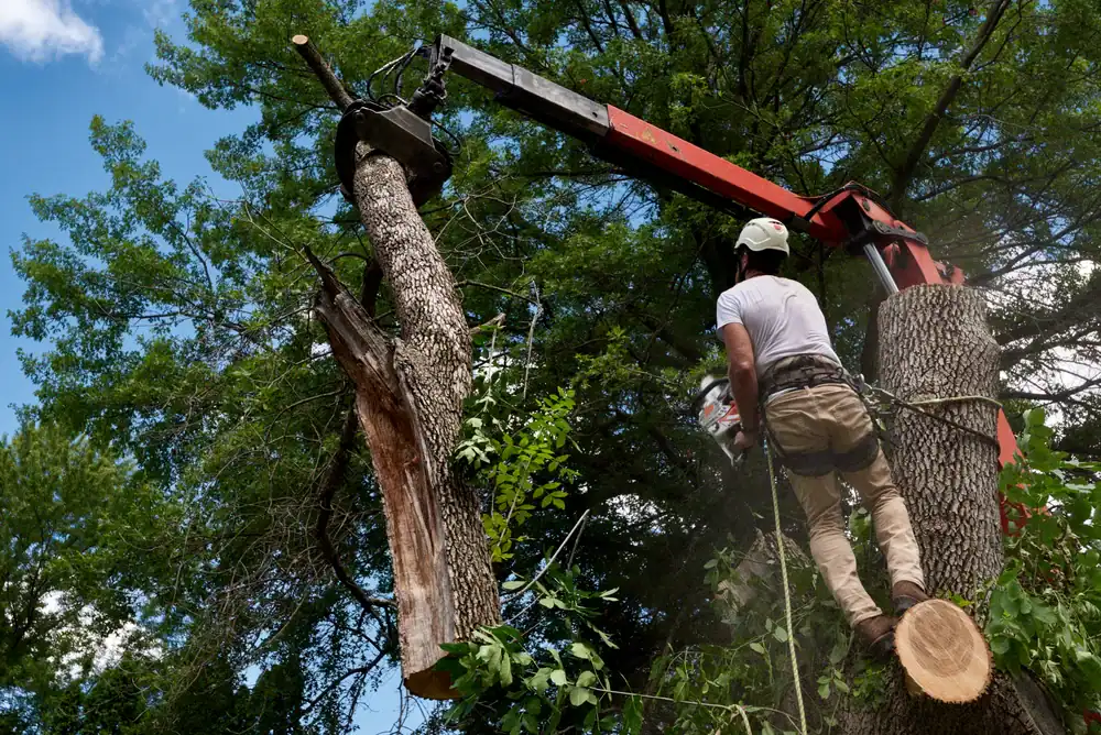 A worker in safety gear stands on a tree trunk while operating a chainsaw, as a mechanical arm lifts a large cut section&mdash;showcasing expert tree removal Cherokee GA&mdash;against green foliage and blue sky.