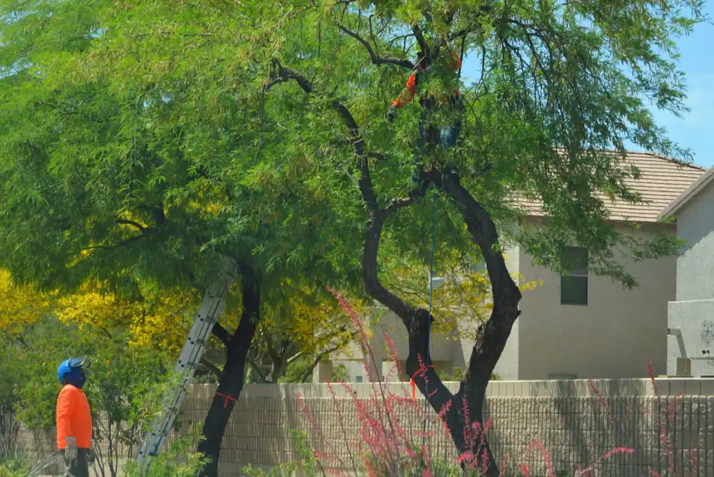 A worker in an orange shirt and blue hard hat stands by a tall ladder, while another trims branches high in a leafy tree&mdash;providing expert tree services Cherokee, GA&mdash;near beige residential buildings.